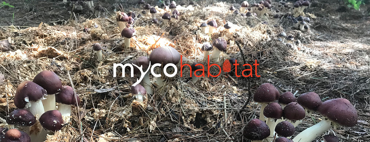 MycoHabitat