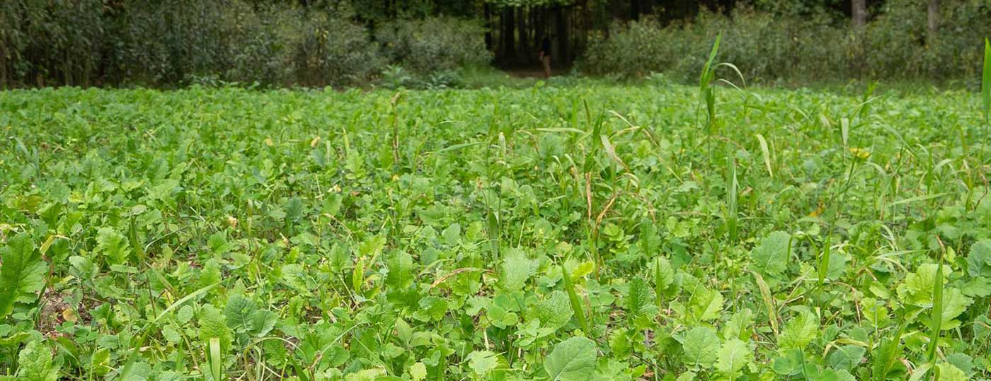 Building The Ultimate Food Plot: A Year-Round Deer Buffet