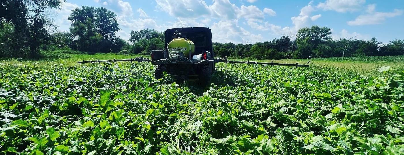 clover food plot for whitetail deer in Iowa