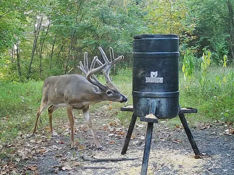 Guide to Supplemental Feeding White-Tailed Deer