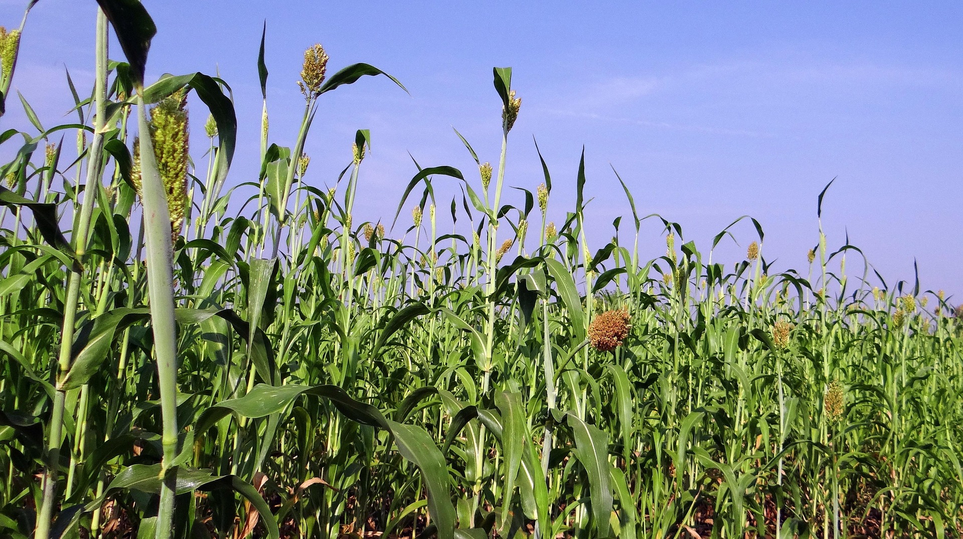 Guide to Food Plot Screening